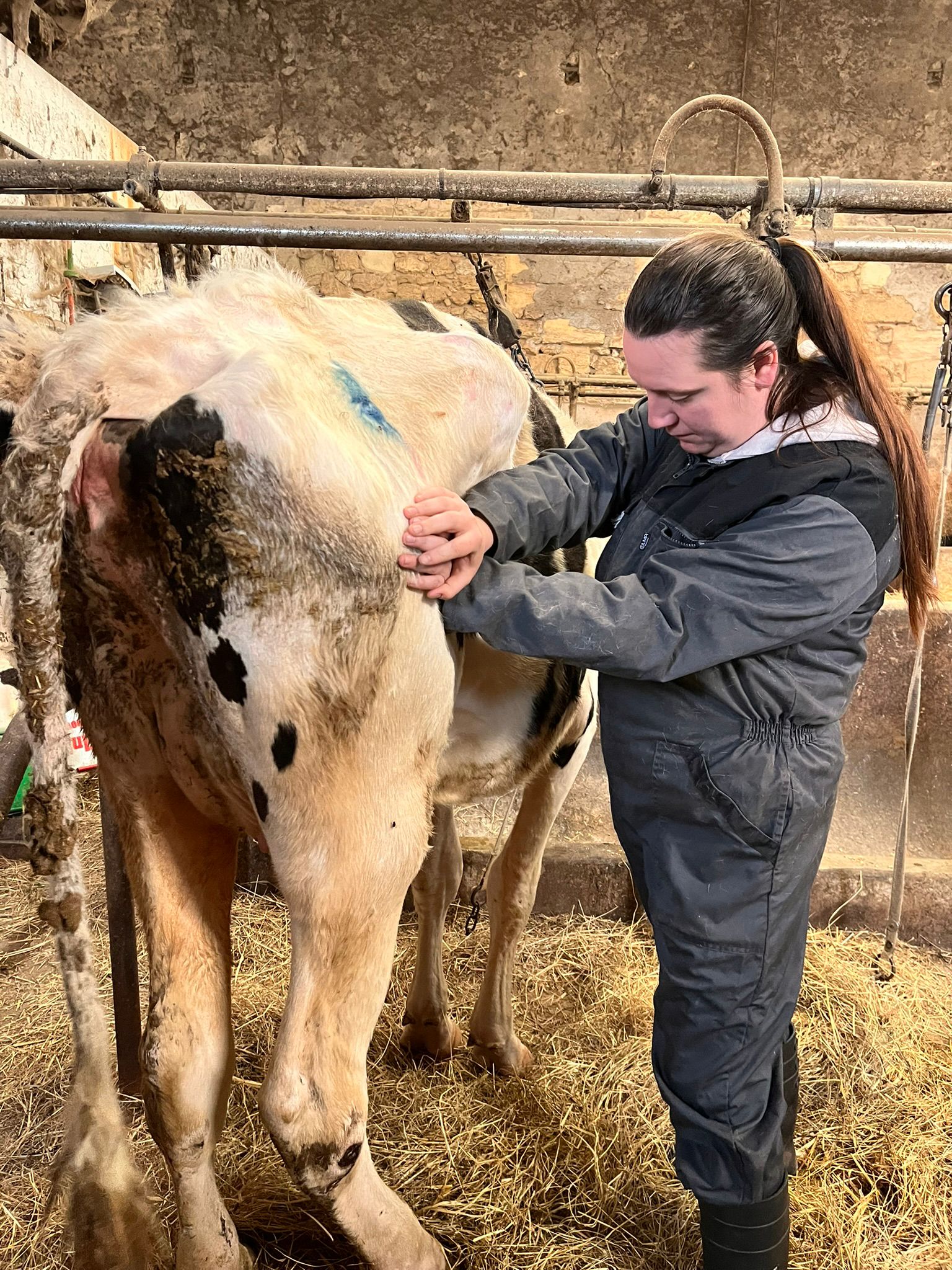 Soin ostéopathique sur une vache